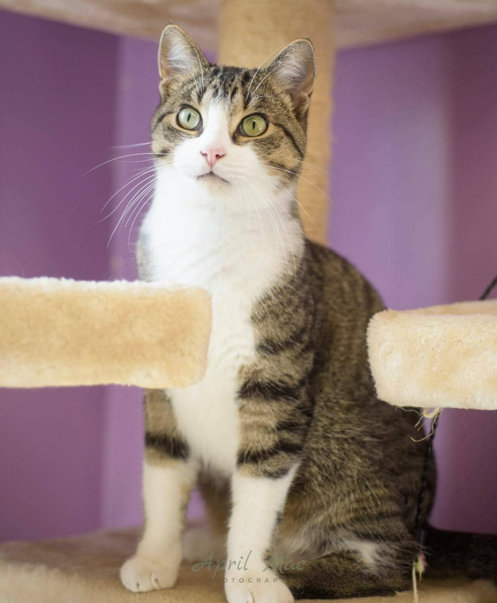Sinbad (petsmart) - Domestic Short Hair available for adoption