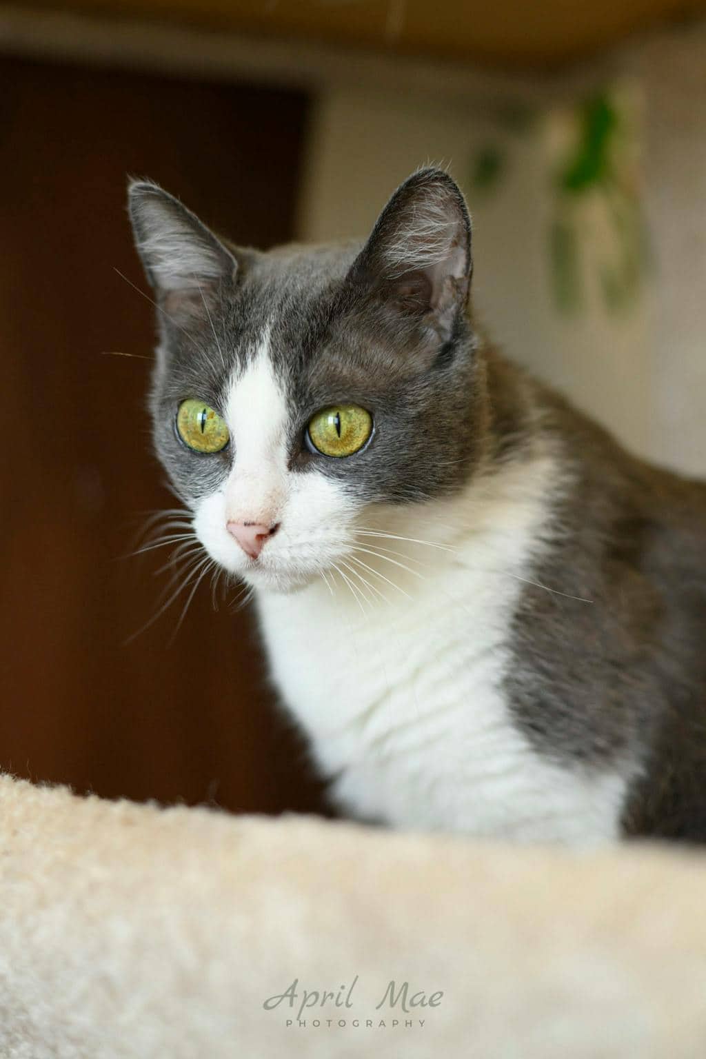Ashby - Domestic Short Hair available for adoption
