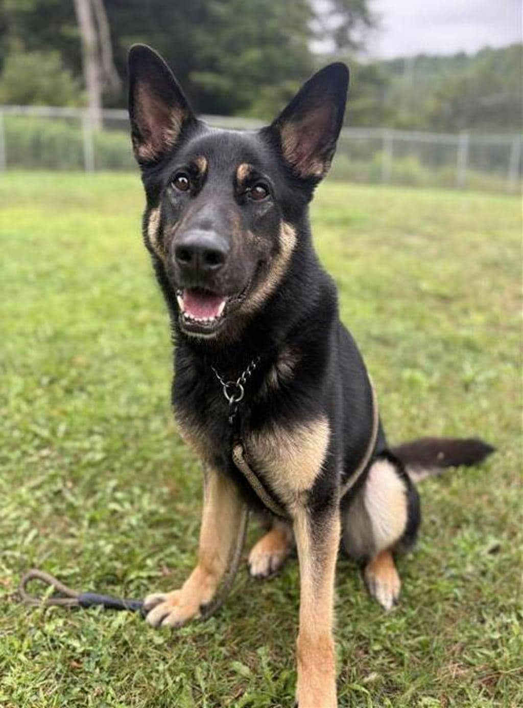 Hero - German Shepherd available for adoption