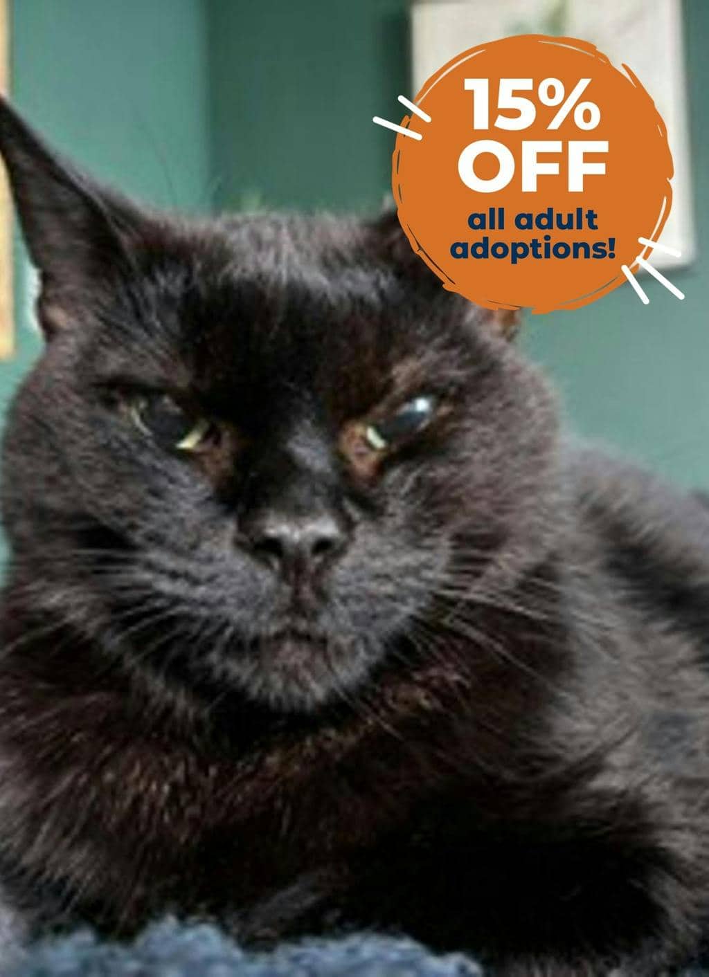 Ebby - Domestic Medium Hair available for adoption