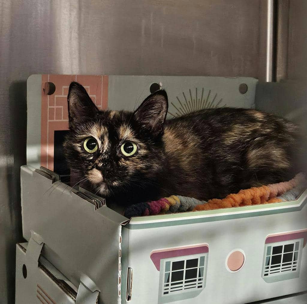 Alice - Domestic Short Hair available for adoption