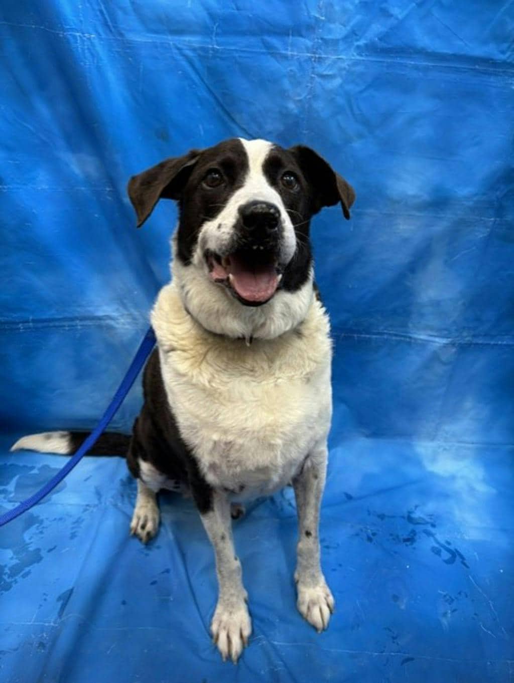 Cody - Labrador available for adoption