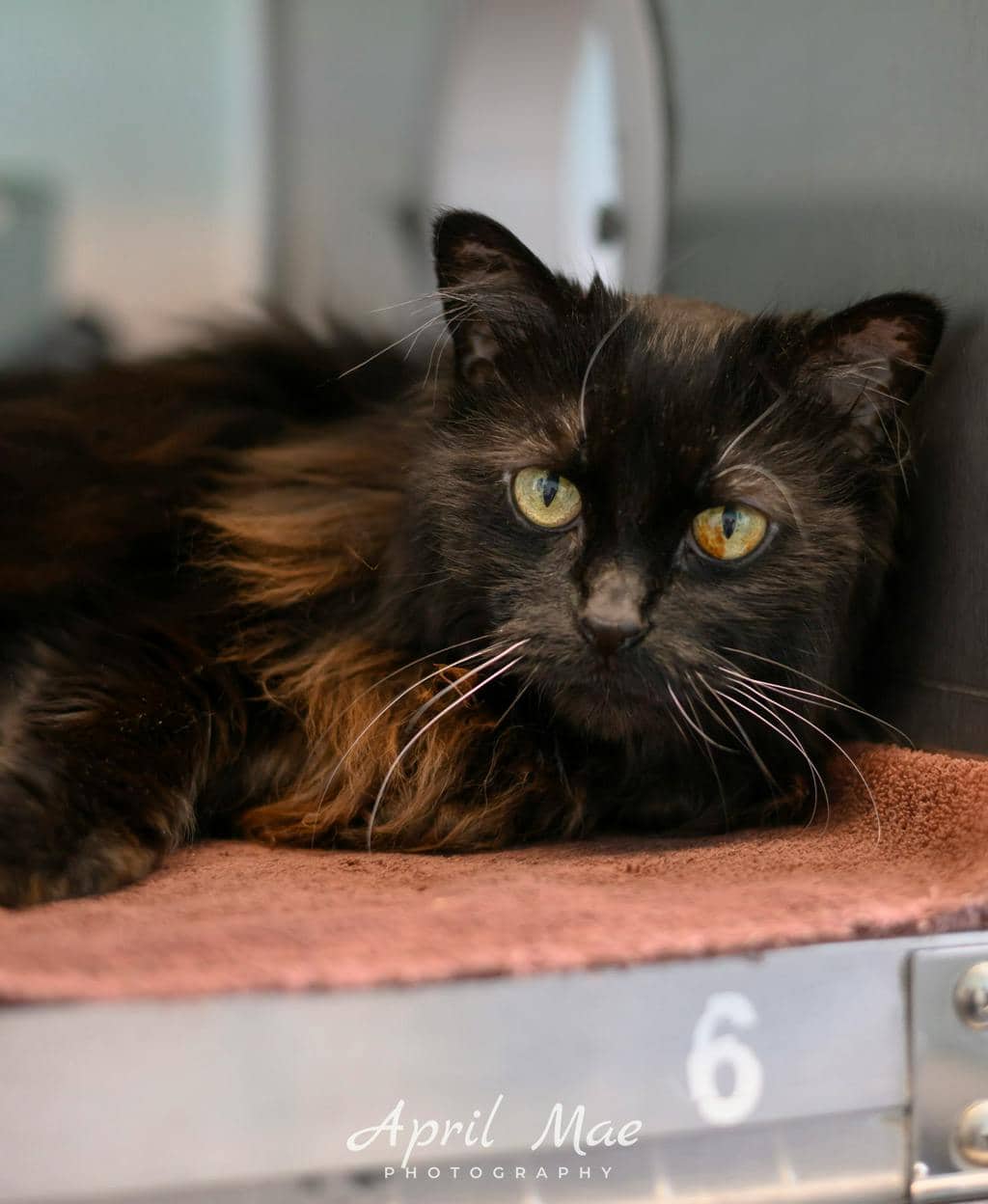Blackberry - Domestic Short Hair available for adoption