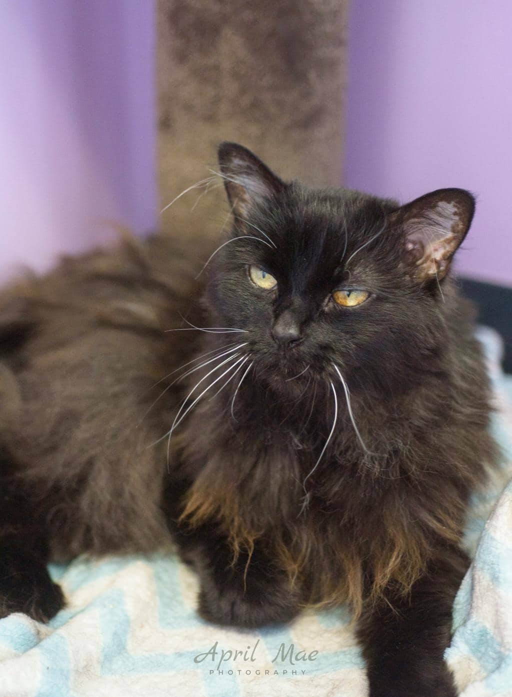 Blackberry - Domestic Short Hair available for adoption