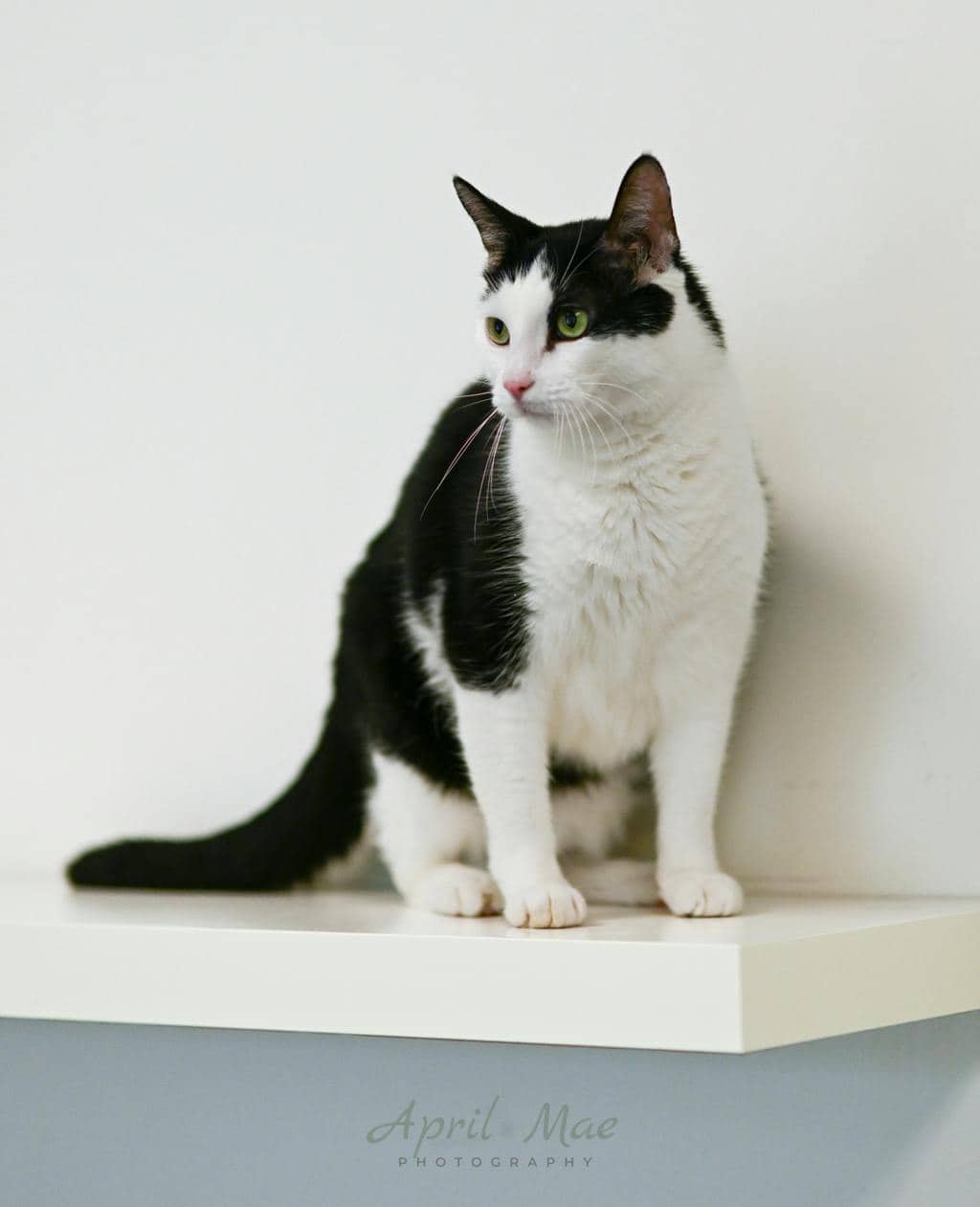Bad Boy(best Boy) - Domestic Short Hair cat available for adoption at Ontario SPCA (Central Ontario) in Toronto
