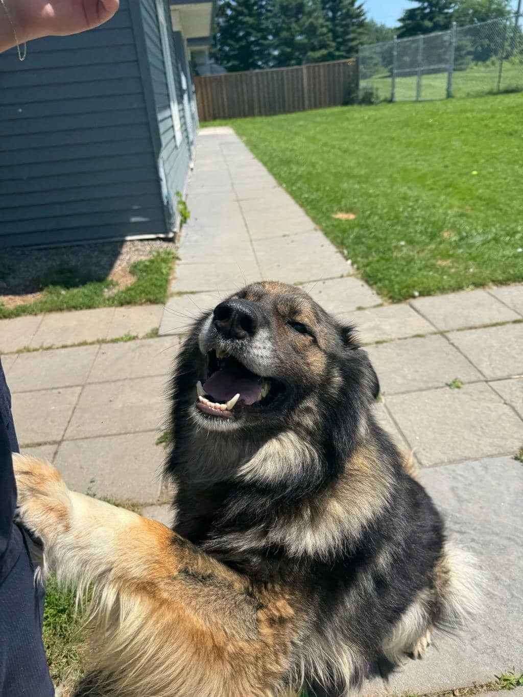 Spruce - Shepherd available for adoption