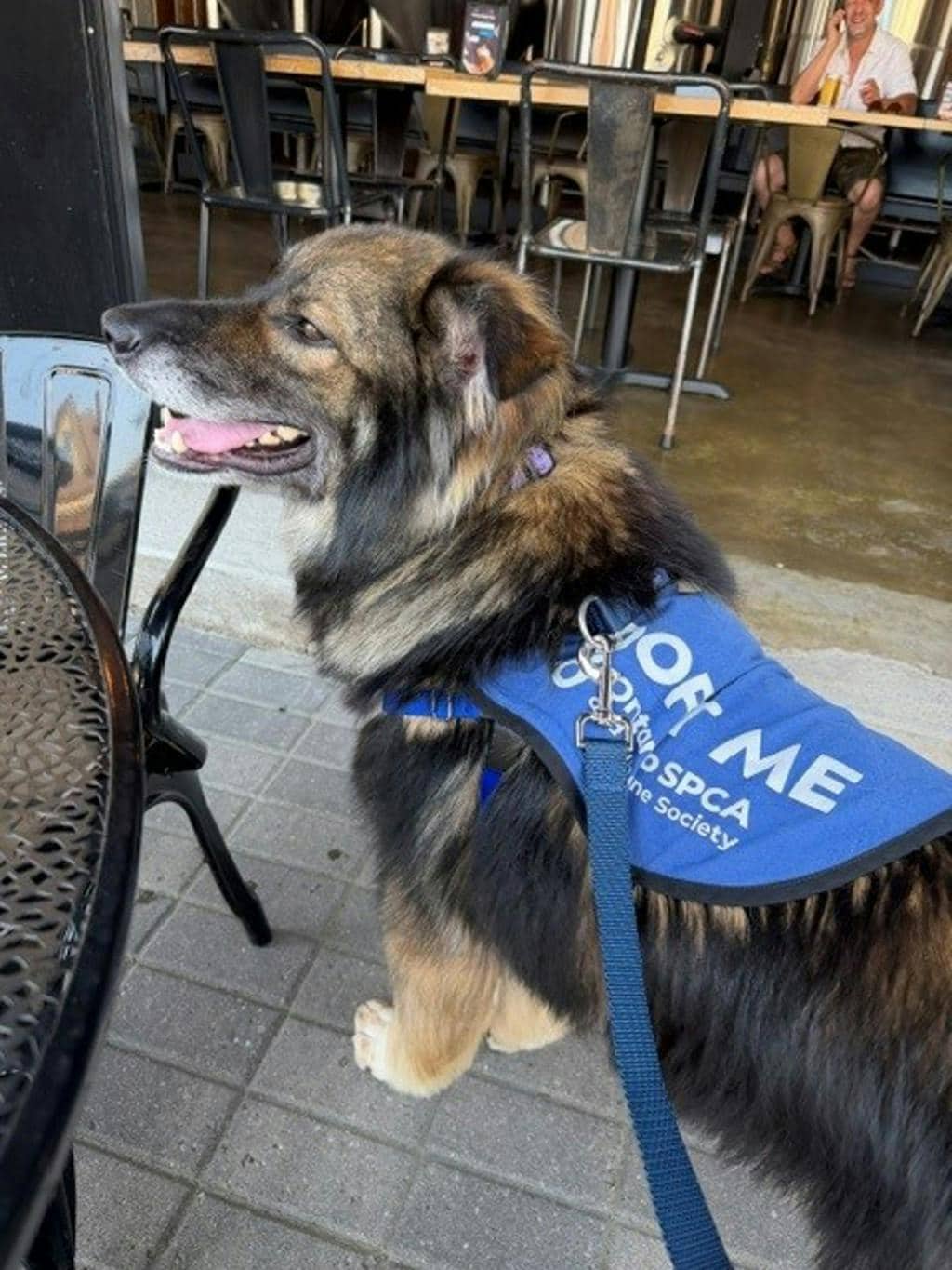 Spruce - Shepherd available for adoption