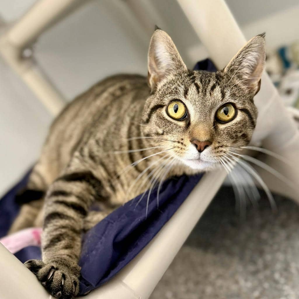 Joe - Domestic Short Hair available for adoption