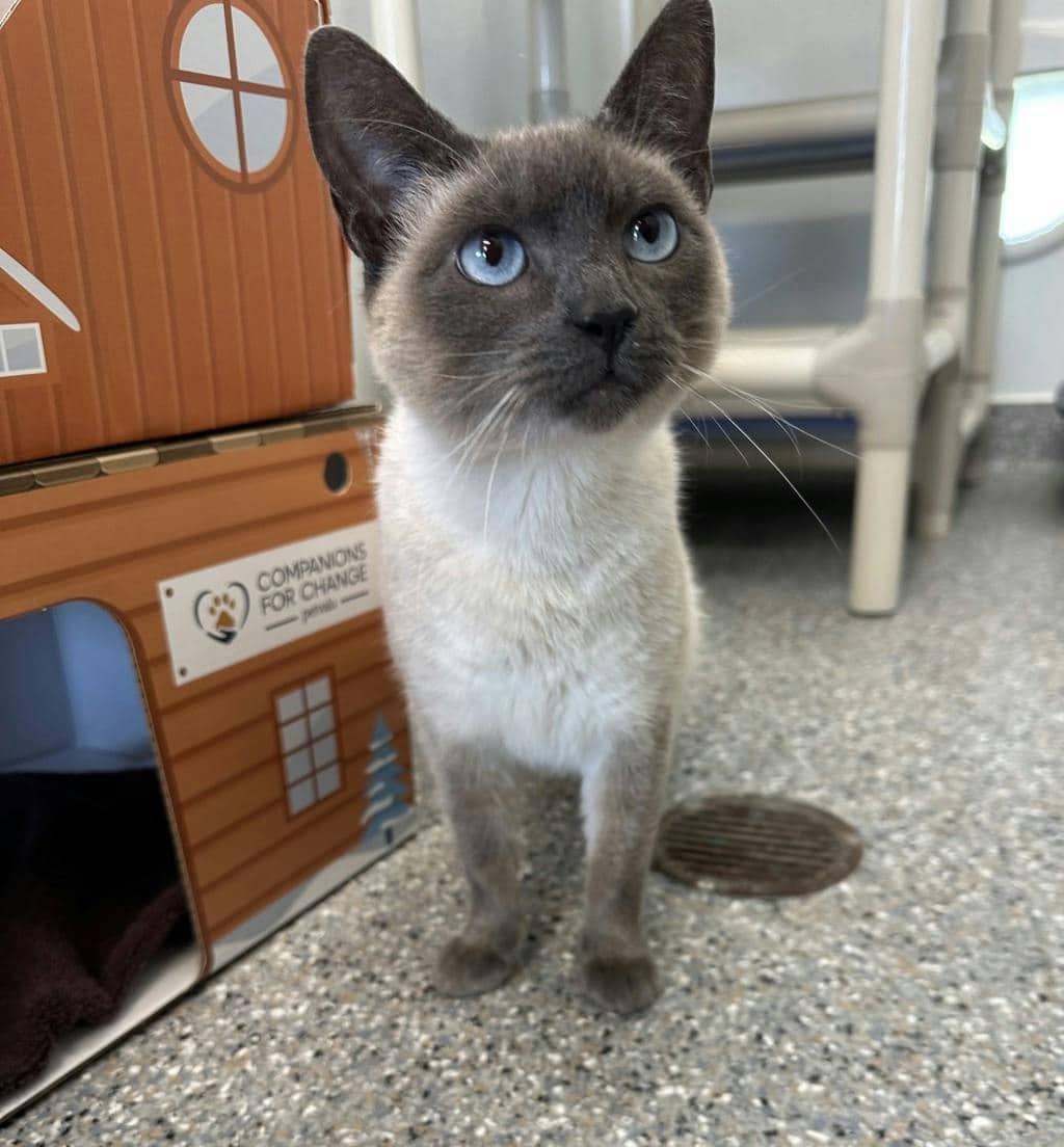Sam - Siamese cat available for adoption at Ontario SPCA (Ottawa Area) in Brockville