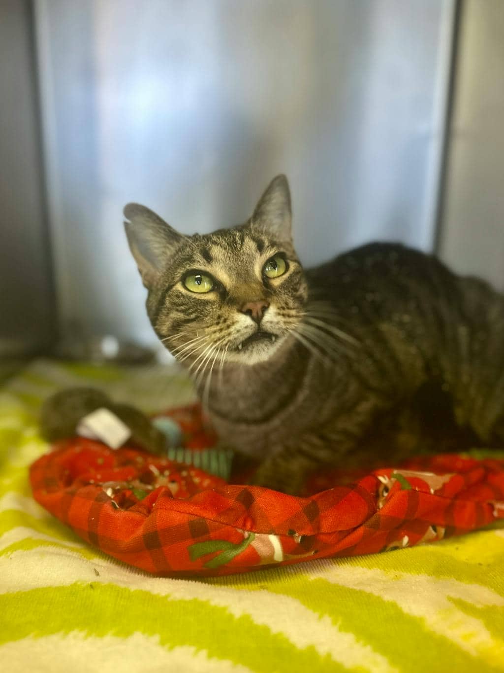 Henry - Domestic Short Hair cat available for adoption at Ontario SPCA (Ottawa Area) in Cornwall
