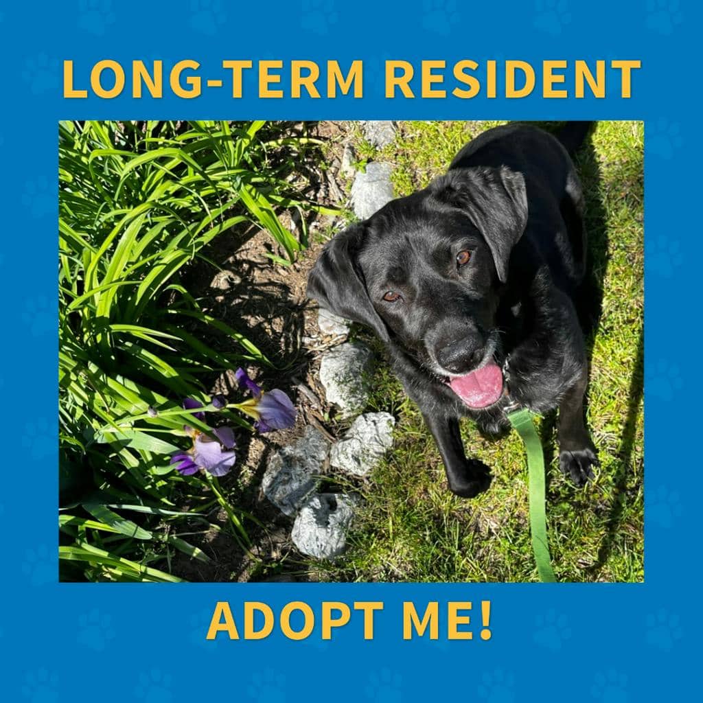 Midnight - Labrador available for adoption