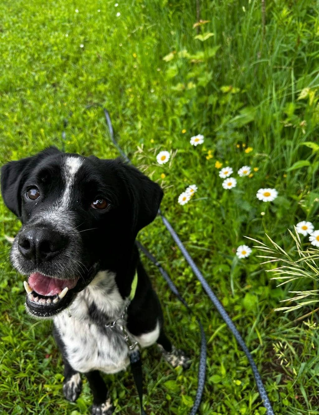 Gates - Mixed Breed, Medium (up to 44 lbs fully grown) available for adoption