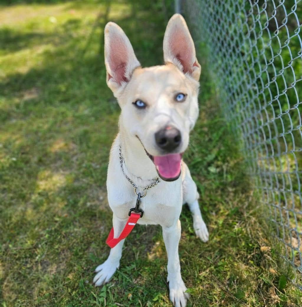 Blue - Husky Mixed available for adoption