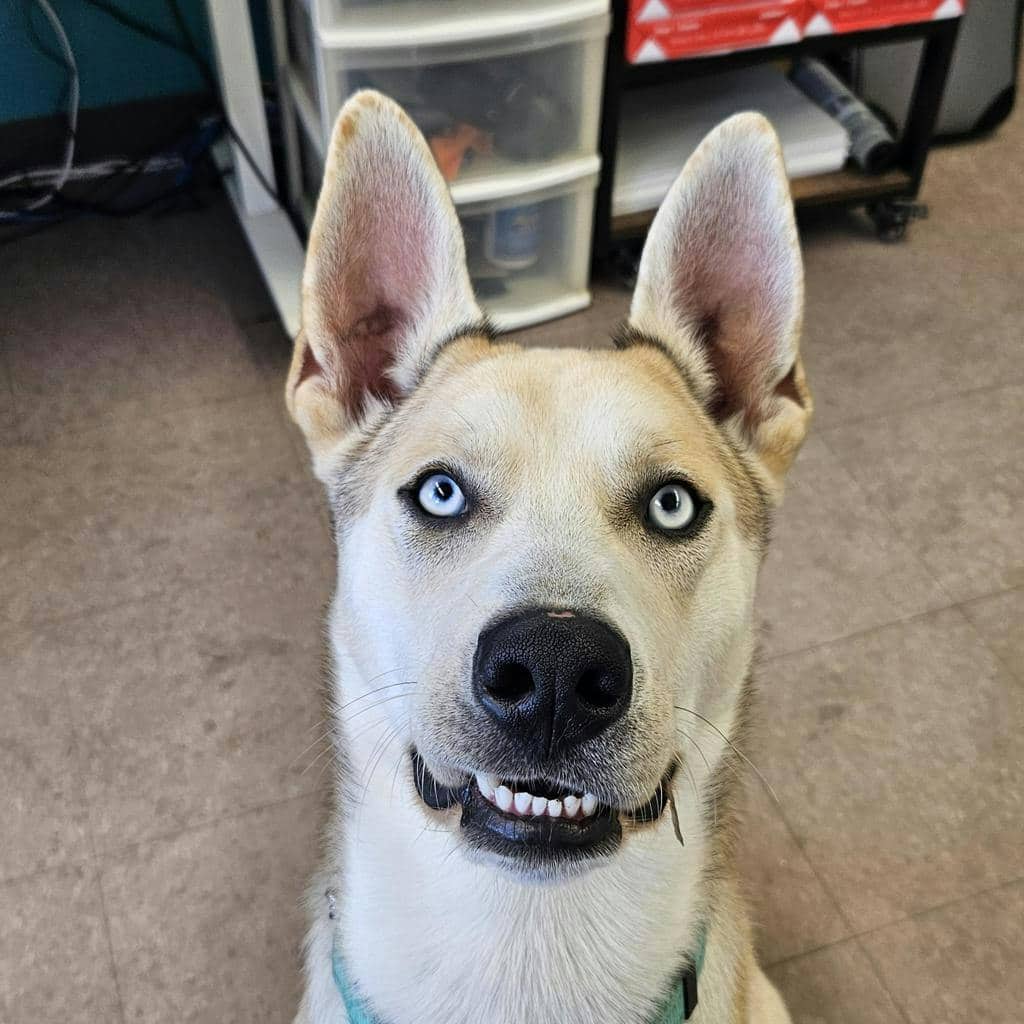 Blue - Husky Mixed available for adoption