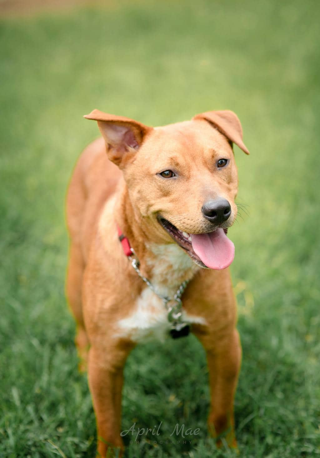 Gumby - Australian Cattledog available for adoption at Ontario SPCA (Central Ontario) in Toronto