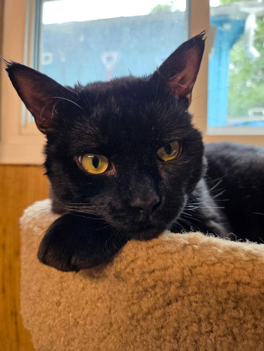 Midnight - Domestic Short Hair cat available for adoption in Calgary
