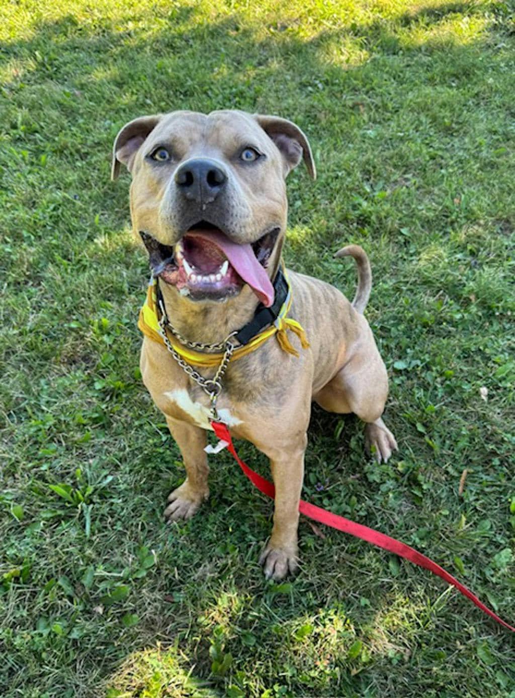 Warren - American Bulldog available for adoption