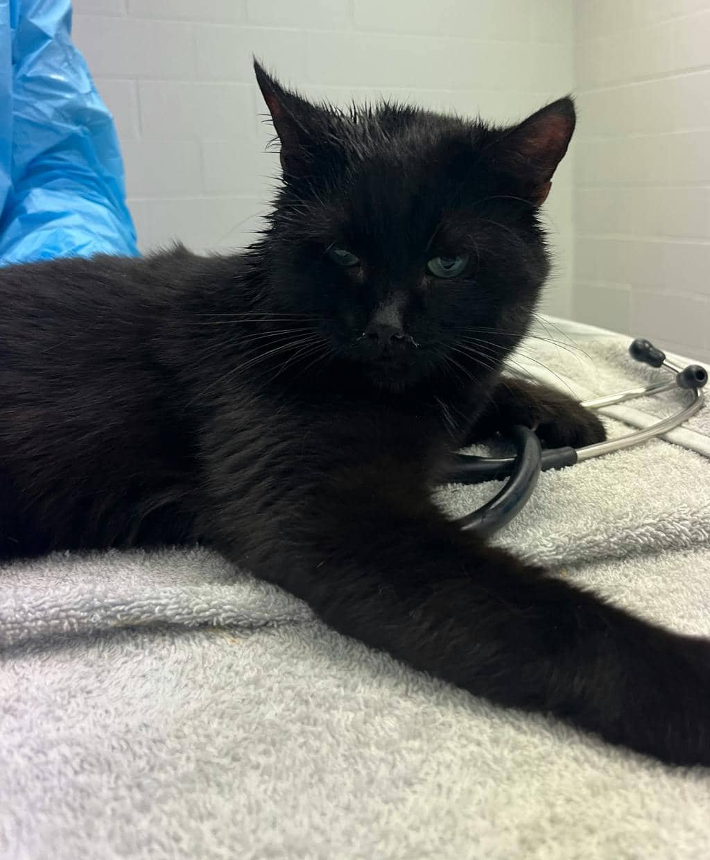 Ant - Domestic Short Hair available for adoption