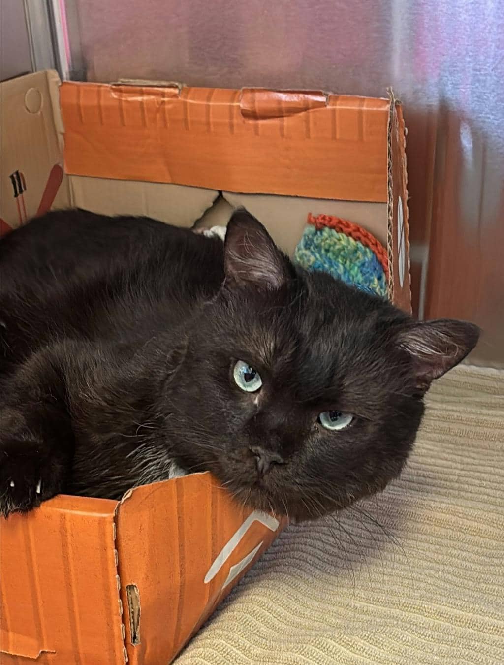 Blackfly - Domestic Short Hair cat available for adoption at Ontario SPCA (Sudbury) in Sudbury