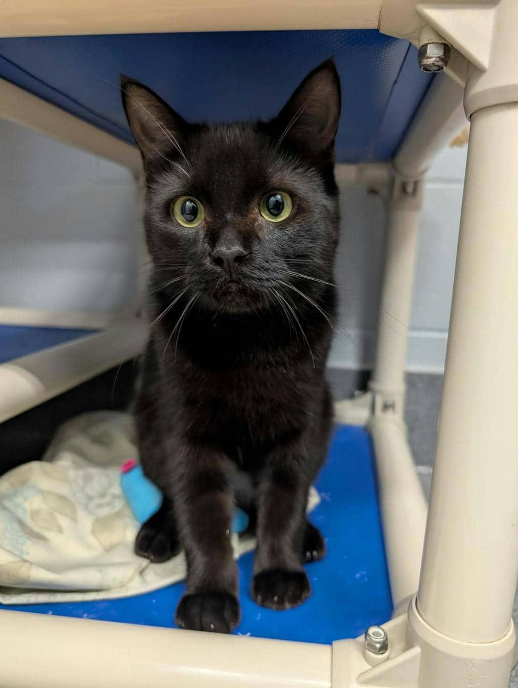 Grasshopper - Domestic Short Hair cat available for adoption at Ontario SPCA (Central Ontario) in Orillia