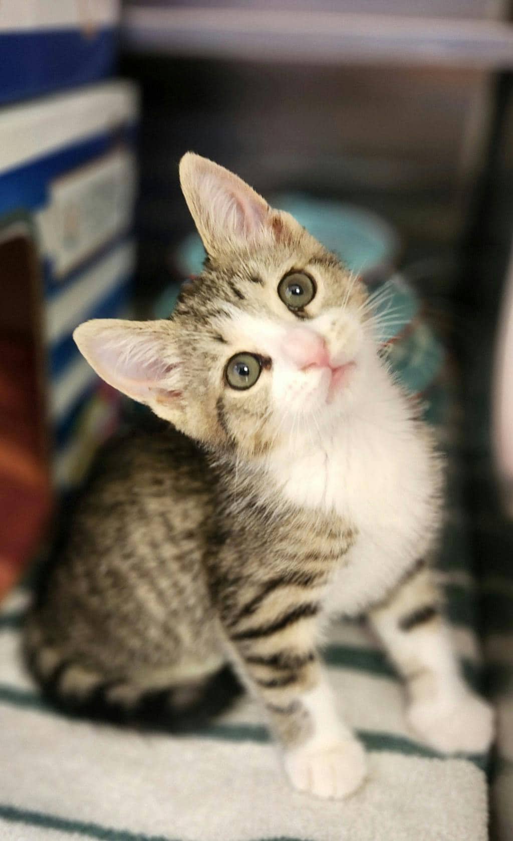 Little Foot - Domestic Short Hair available for adoption