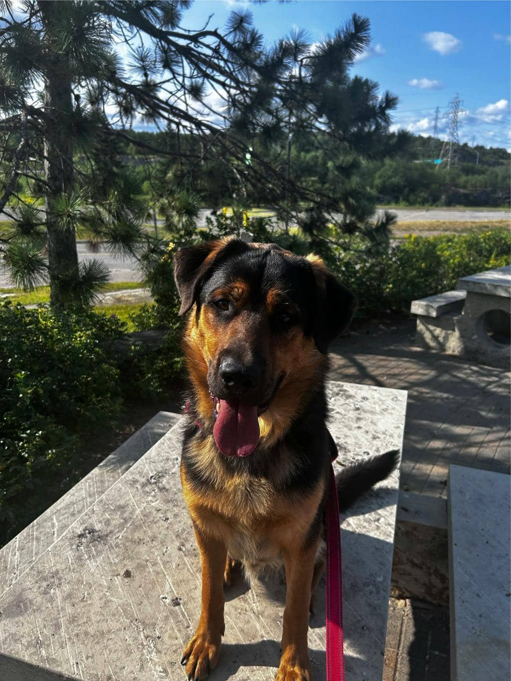 Brigade - German Shepherd available for adoption