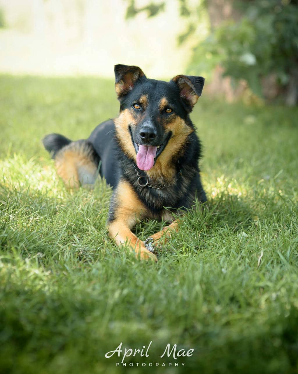 Bourbon - German Shepherd available for adoption