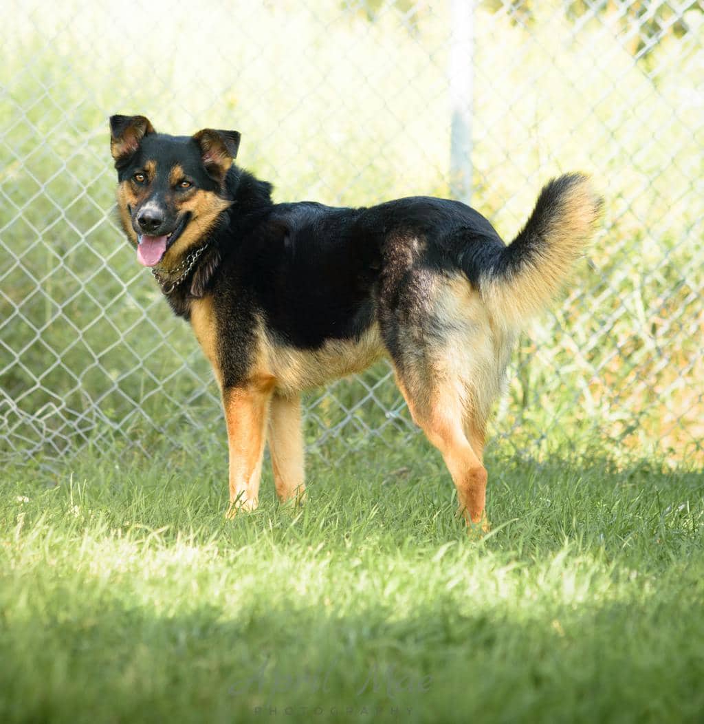 Bourbon - German Shepherd available for adoption