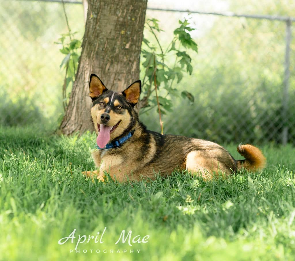Gambit - Husky Mixed available for adoption