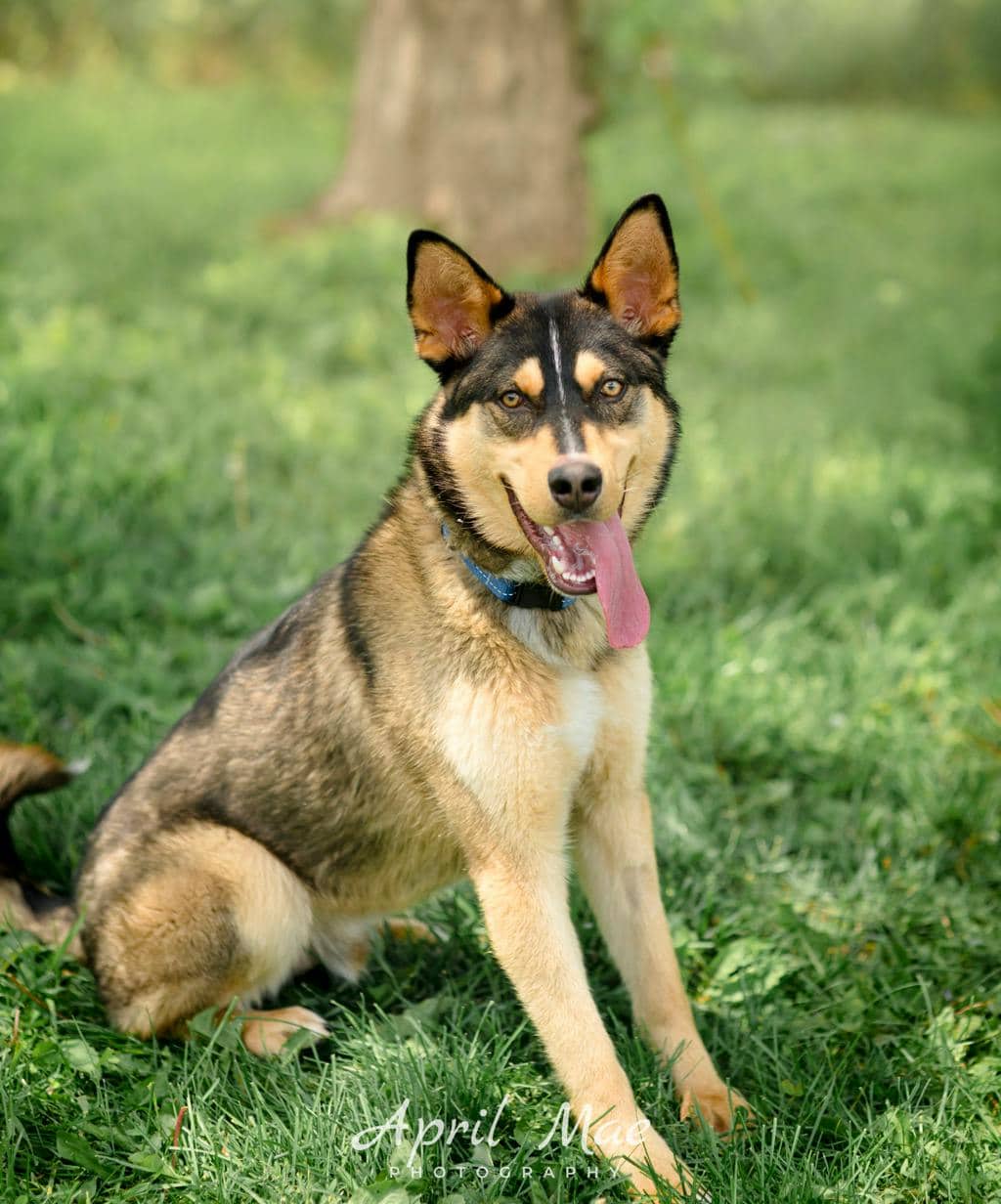 Gambit - Husky Mixed available for adoption