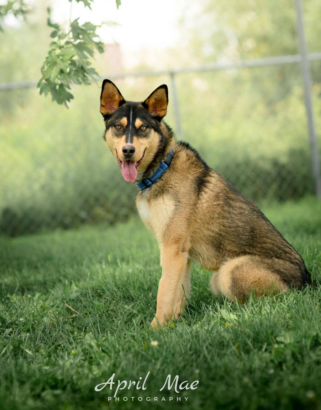 Gambit - Husky Mixed available for adoption