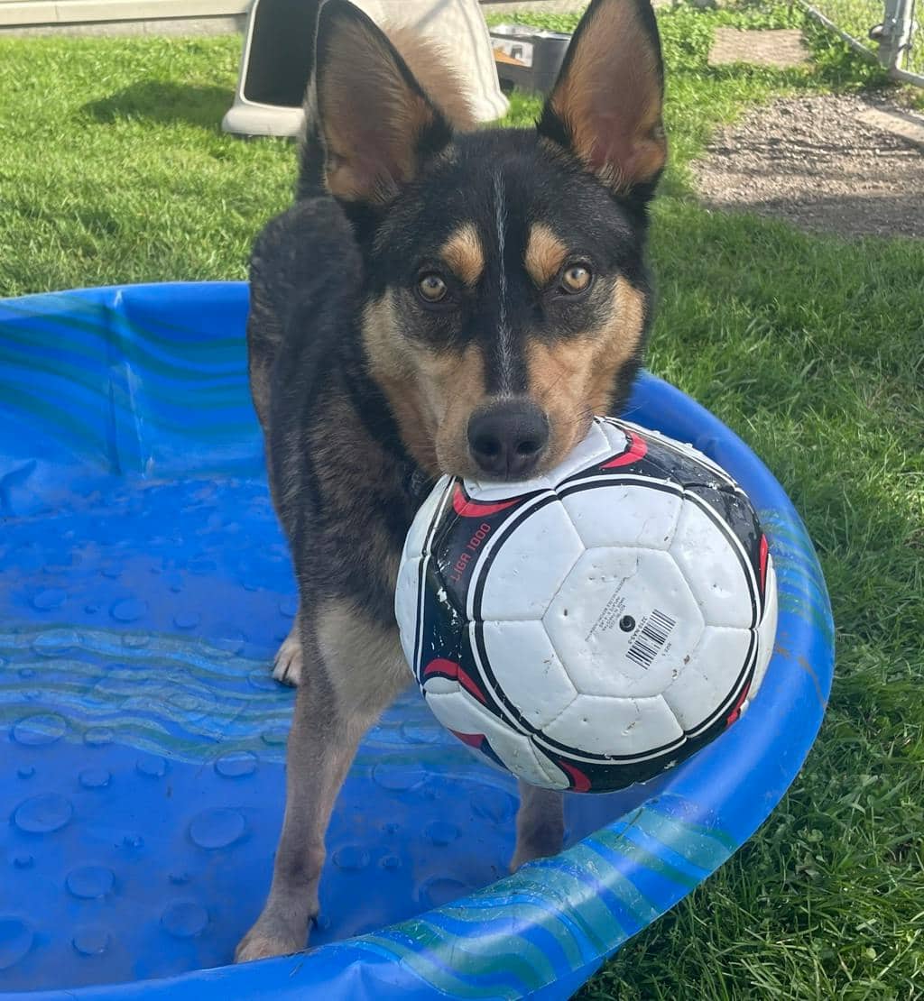 Gambit - Husky Mixed available for adoption