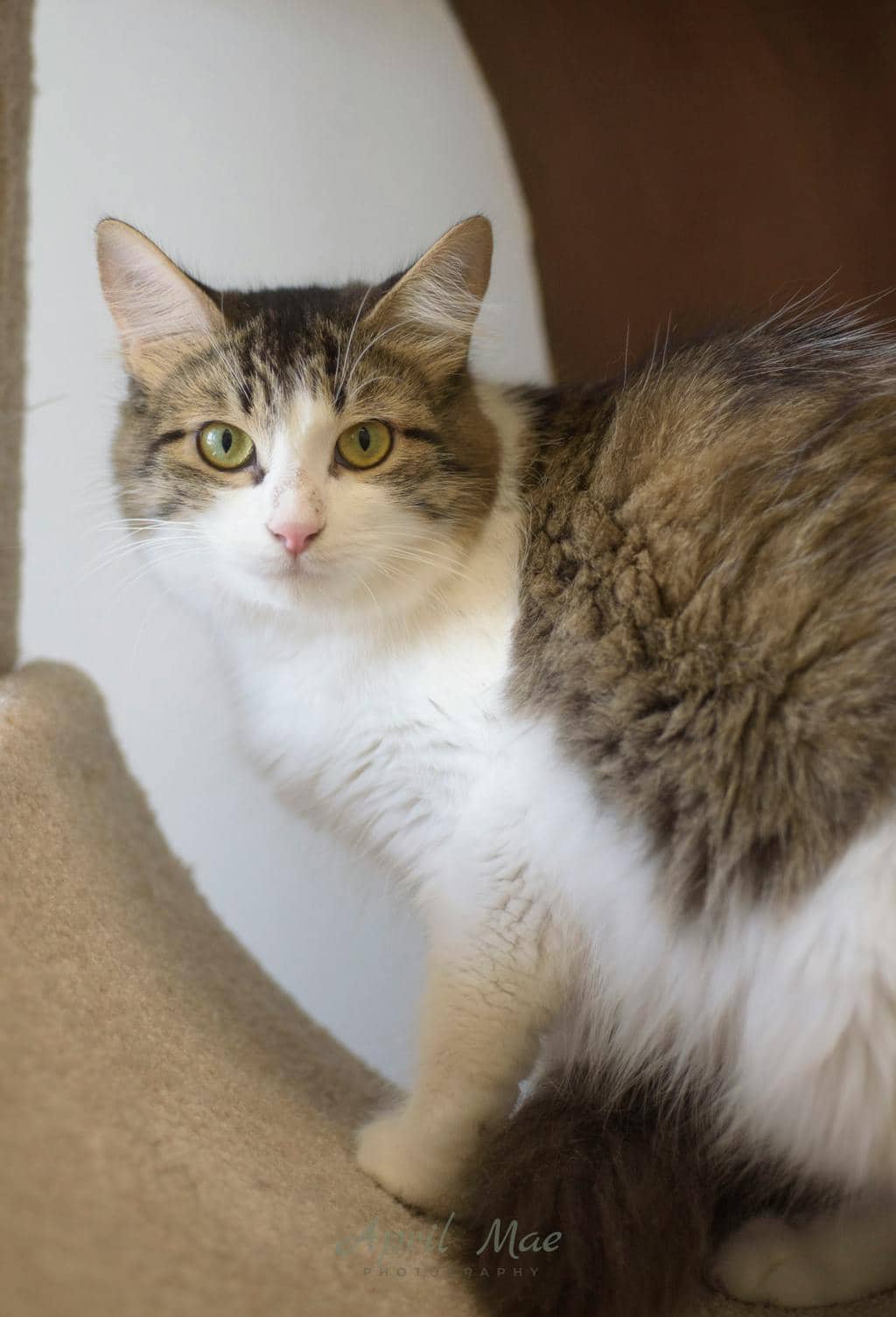 Kiwi (petsmart Orangeville) - Domestic Medium Hair cat available for adoption at Ontario SPCA (Central Ontario) in Orangeville