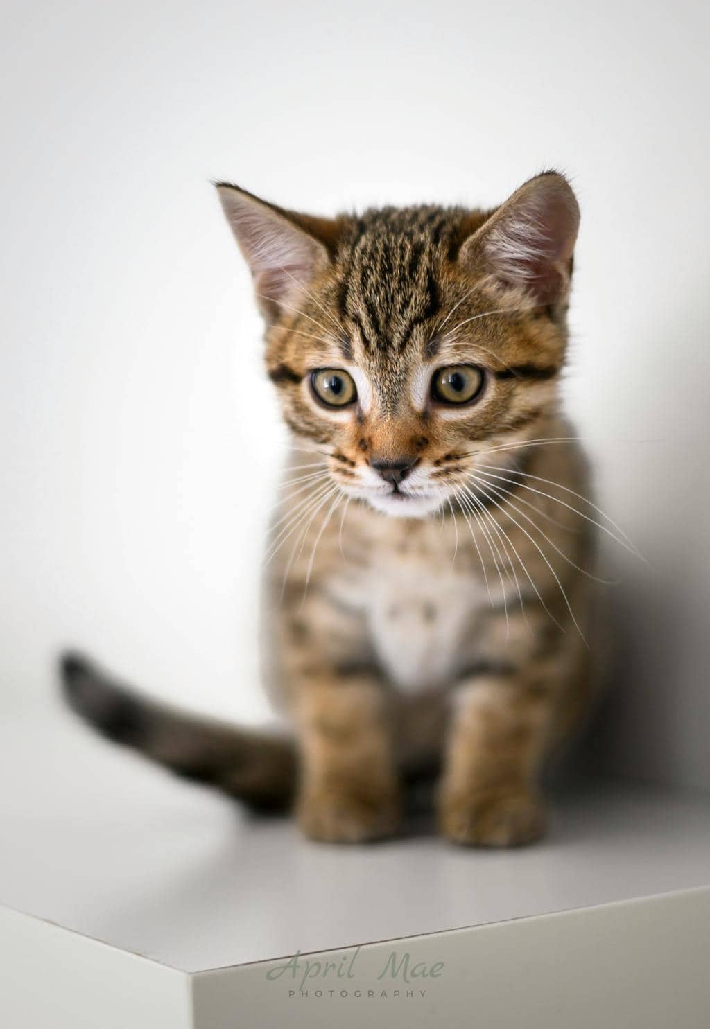 Guava (petsmart Orangeville) - Domestic Short Hair available for adoption