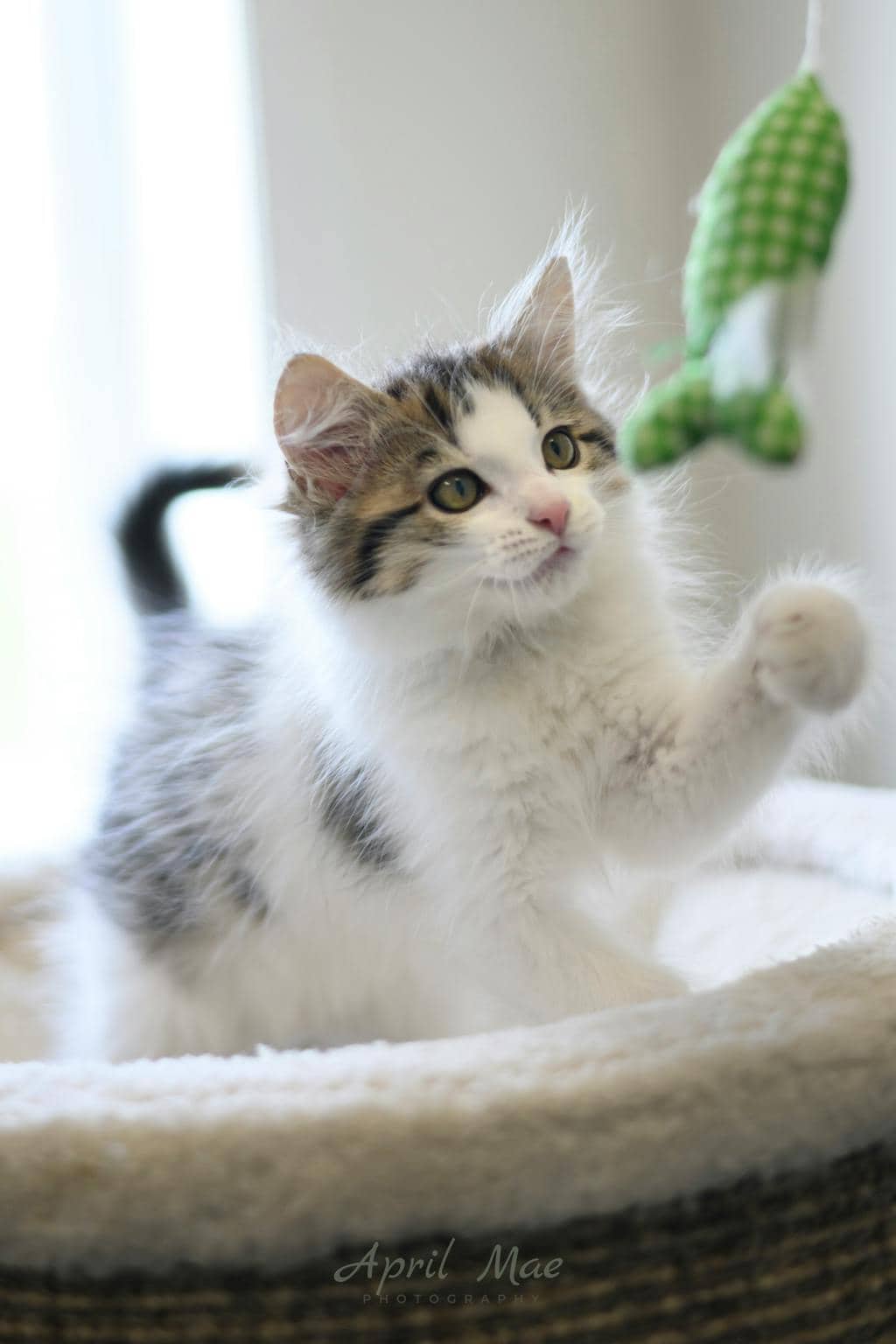 Lychee (petsmart Orangeville) - Domestic Longhair cat available for adoption at Ontario SPCA (Central Ontario) in Orangeville