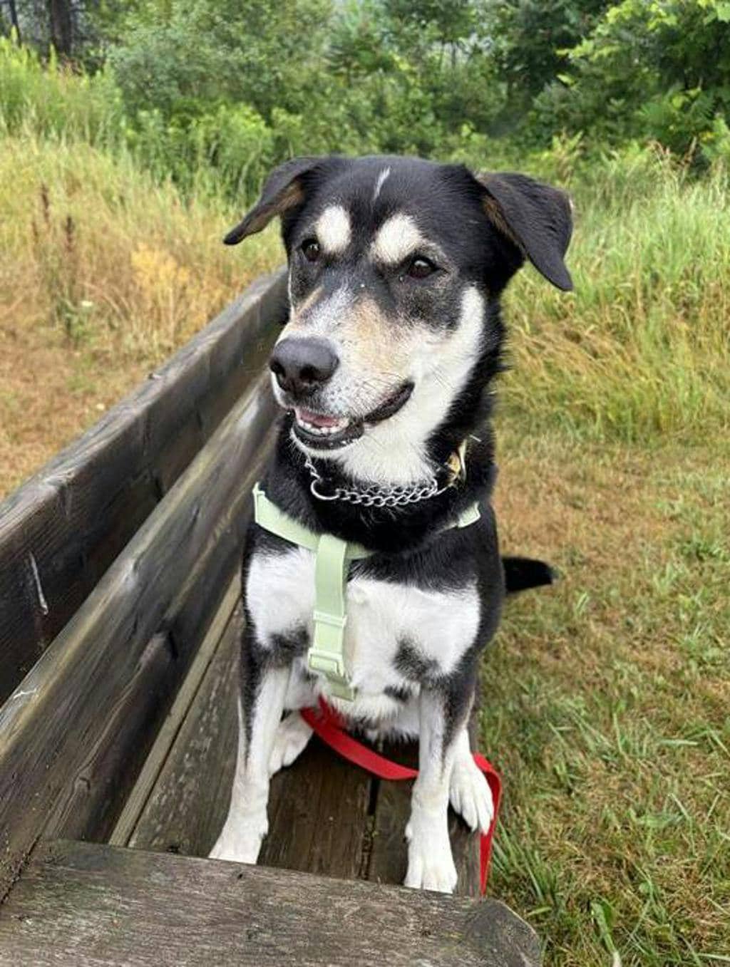Louie - Shepherd available for adoption