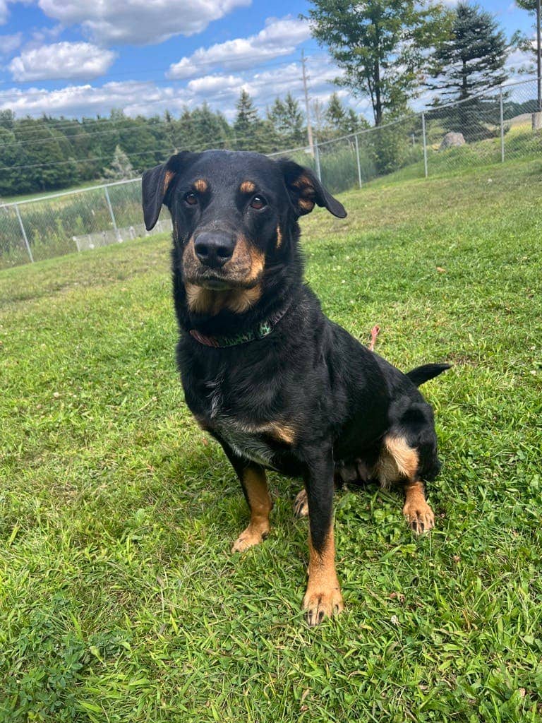 Lola - Rottweiler available for adoption at Ontario SPCA (Central Ontario) in Bracebridge