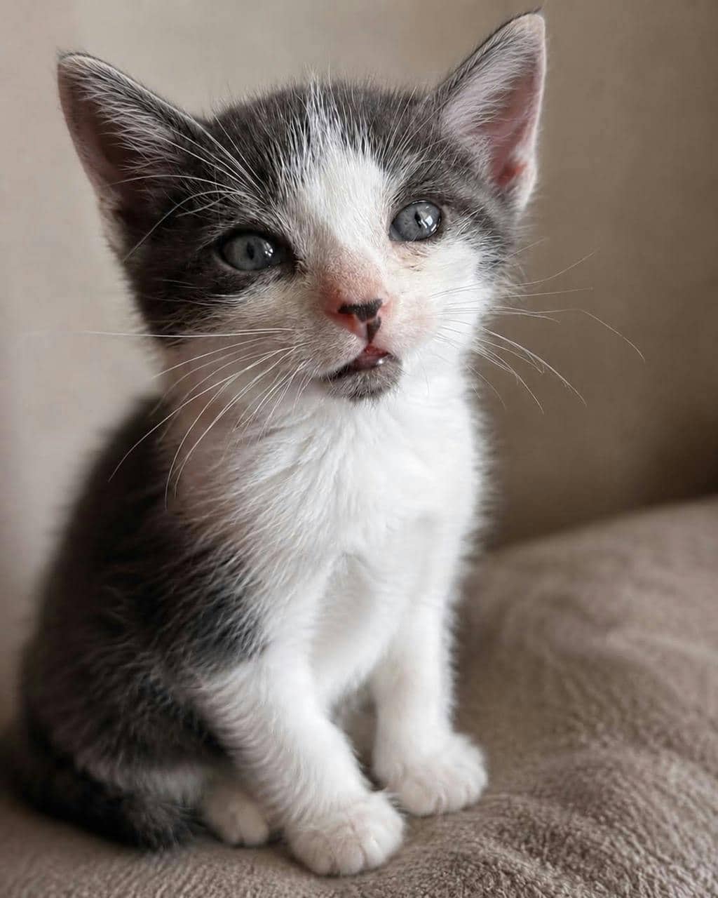 Lucky ( Petsmart Innes) - Domestic Short Hair available for adoption