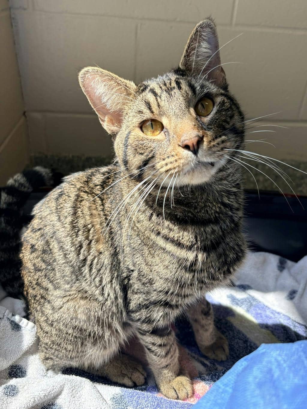 Danny - Domestic Short Hair cat available for adoption at Ontario SPCA (Central Ontario) in Bracebridge