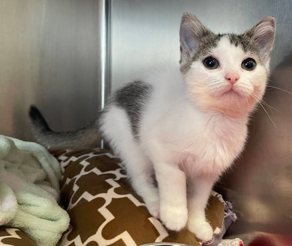 Simea (petsmart Orangeville) - Domestic Medium Hair available for adoption