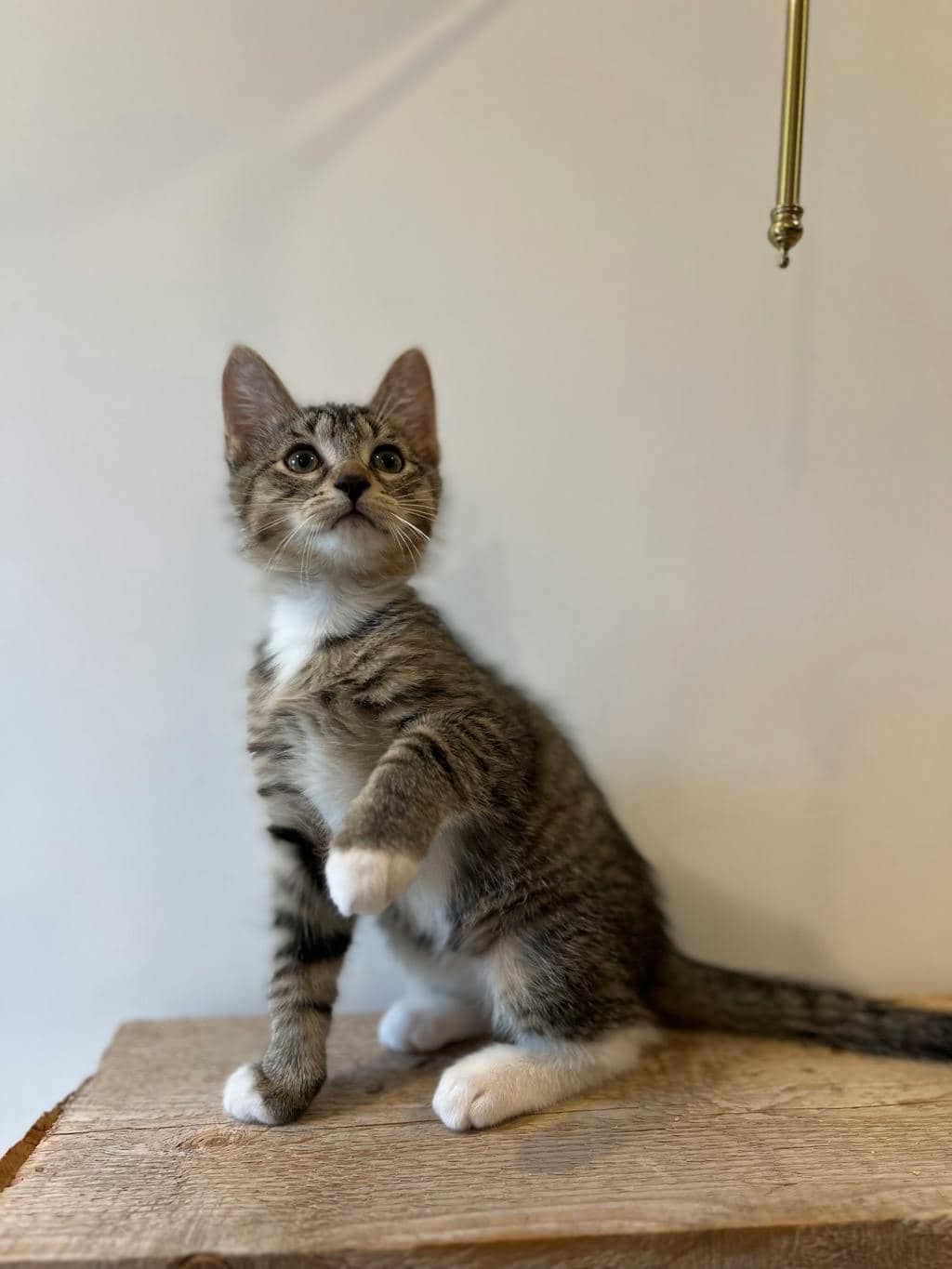 Monday - Domestic Short Hair cat available for adoption at Ontario SPCA (Ottawa Area) in Pembroke