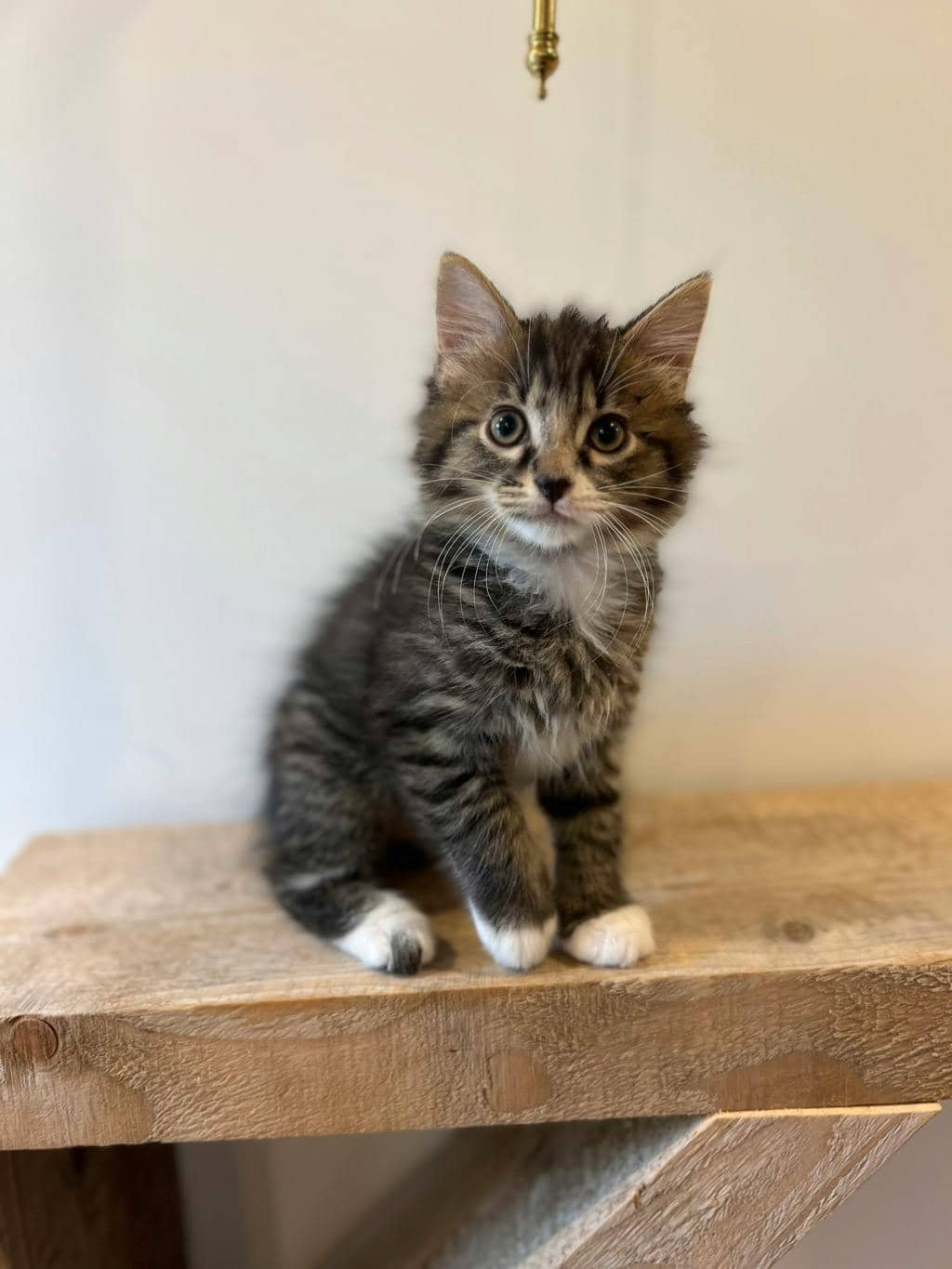 Wednesday - Domestic Short Hair available for adoption