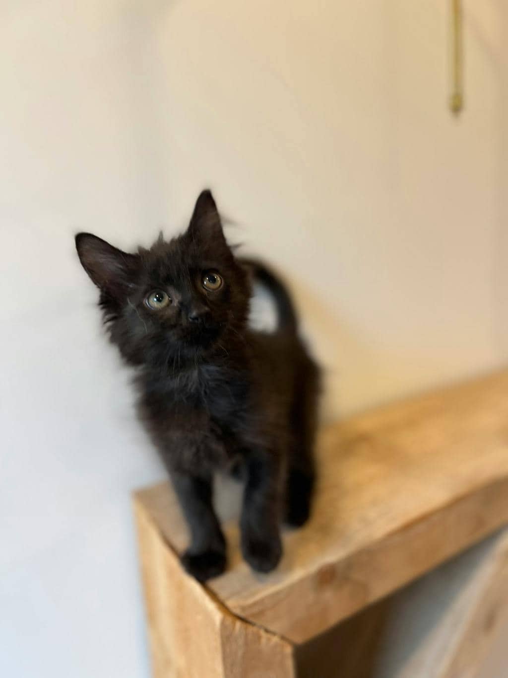 Friday - Domestic Short Hair available for adoption