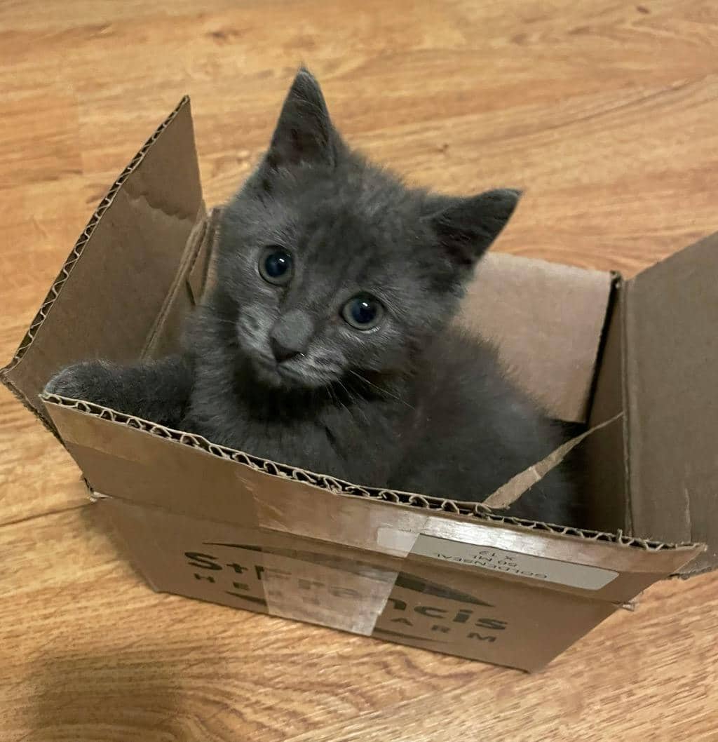 Greyson - Domestic Medium Hair cat available for adoption at Ontario SPCA (Ottawa Area) in Ottawa