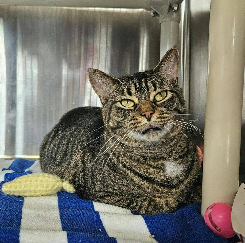 Tarot - Domestic Short Hair available for adoption