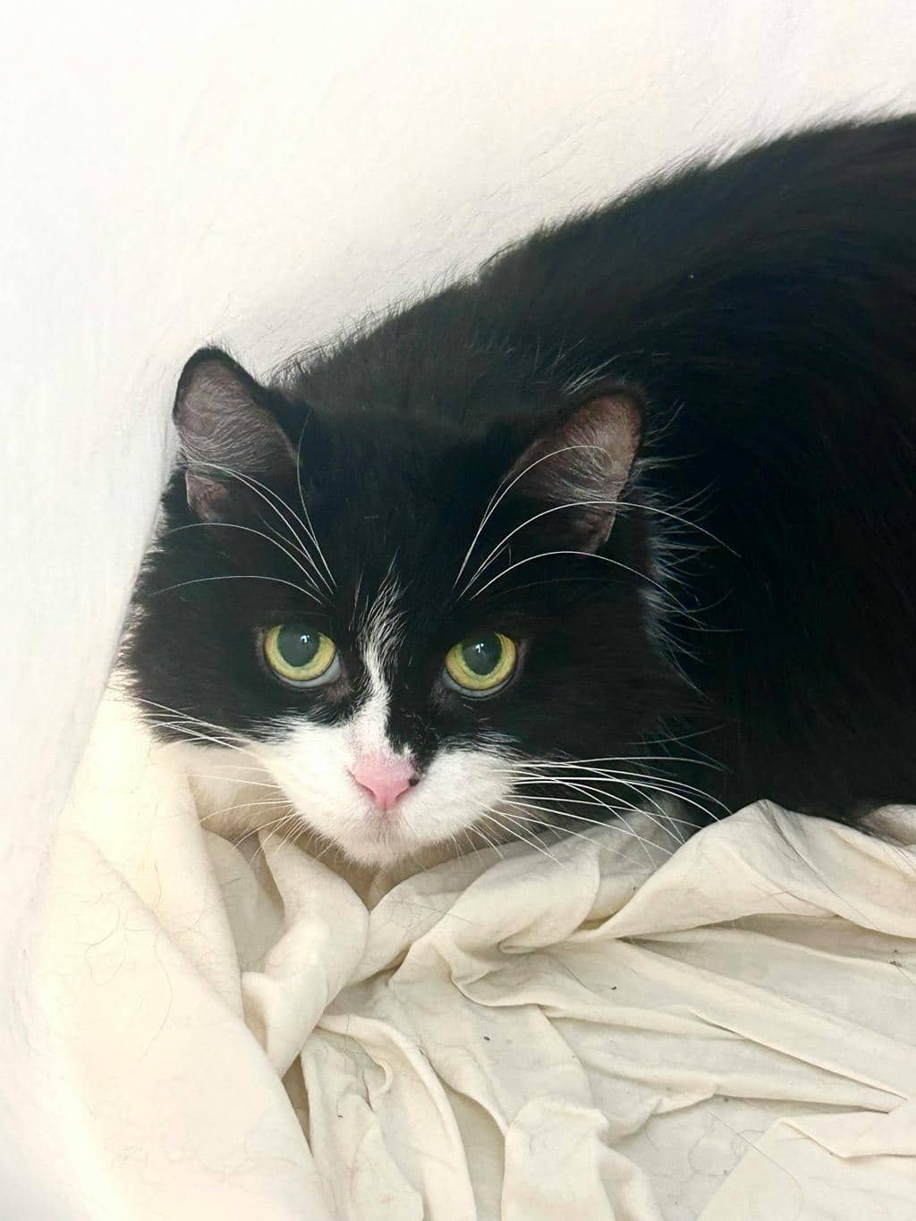Ruth - Domestic Longhair available for adoption