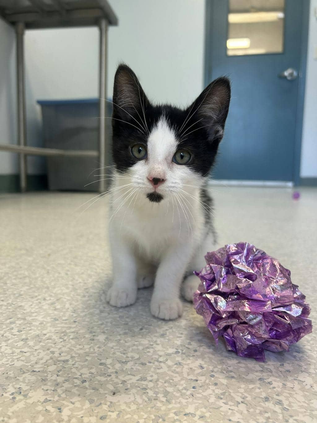 Angel - Domestic Short Hair available for adoption