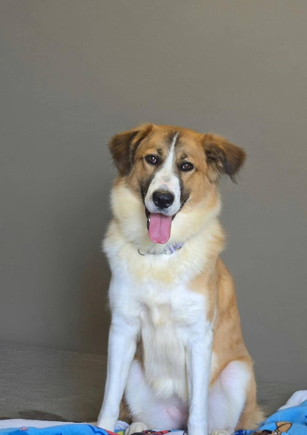 Beethoven - Border Collie available for adoption