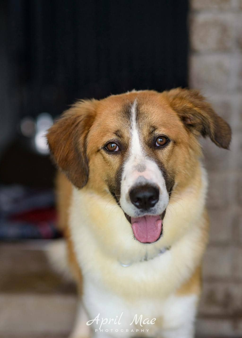 Beethoven - Border Collie available for adoption