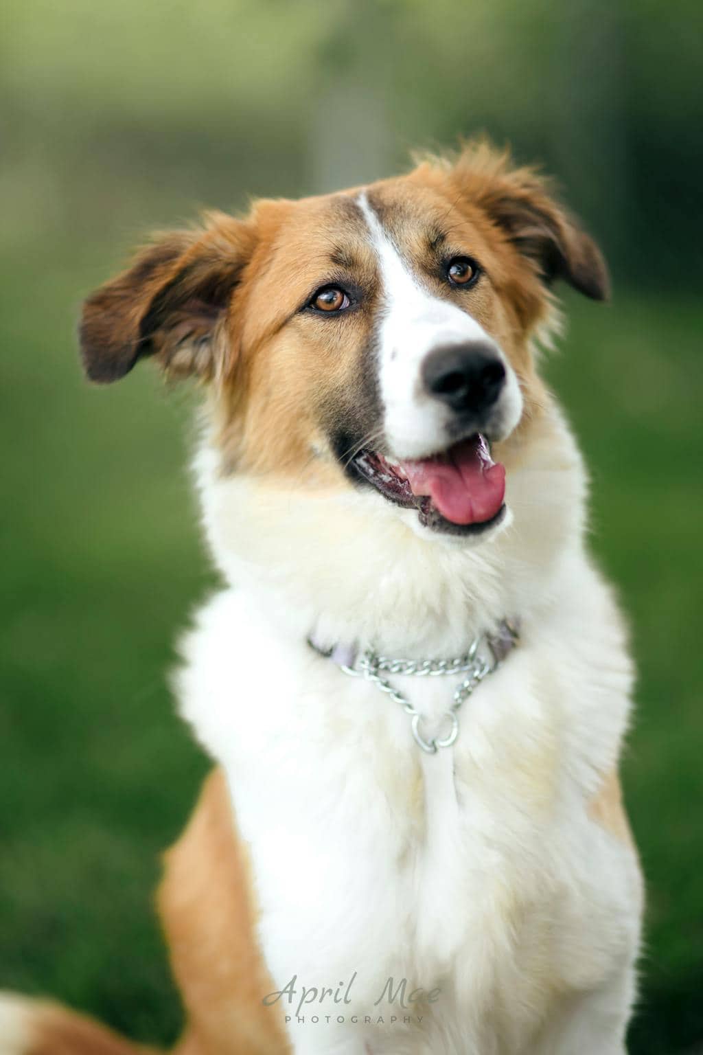 Beethoven - Border Collie available for adoption